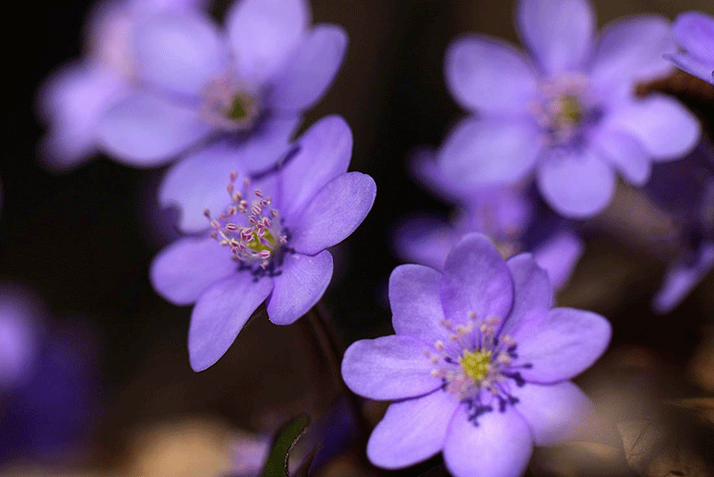 Biodiversità