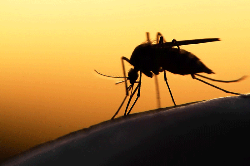 Il Dramma della malaria - inglese