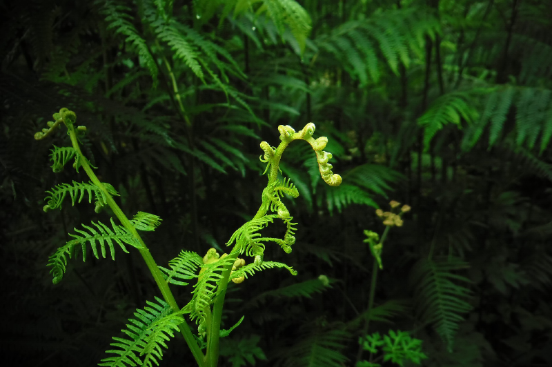 DIFENDIAMO LA BIODIVERSITA’!