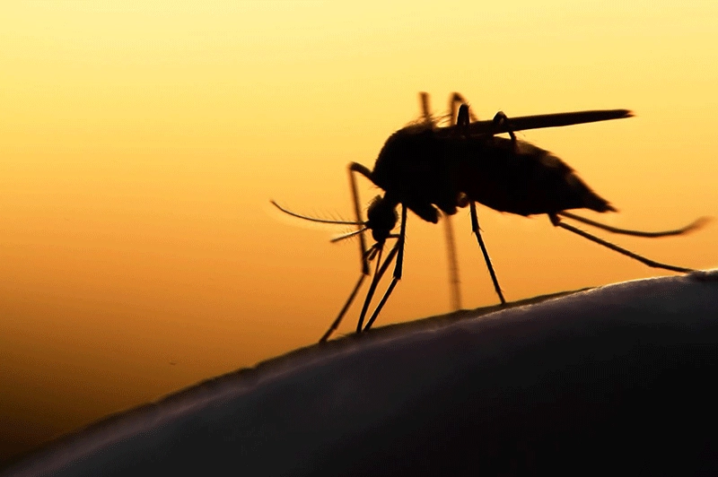 Il Dramma della malaria
